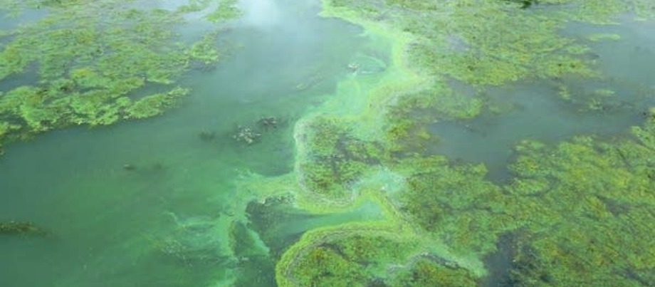 Algae mitigation requires nuanced approach; remote sensing can help