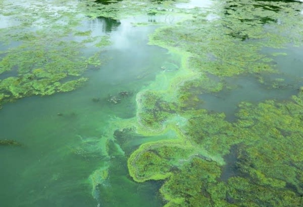 Algae mitigation requires nuanced approach; remote sensing can help